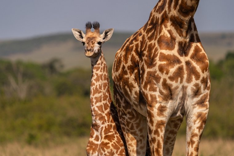 021 Masai Mara.jpg